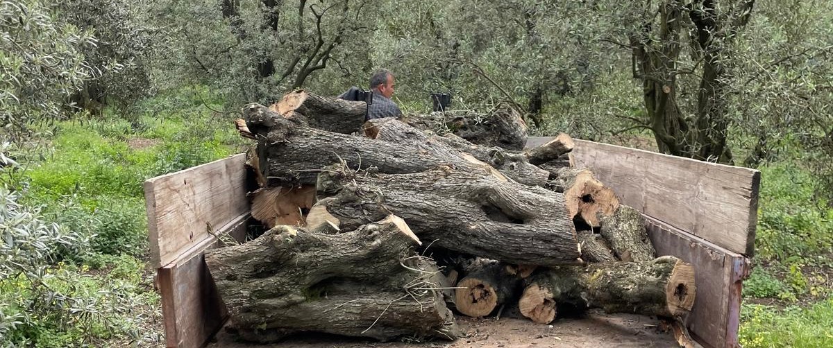 Olive Wood Pruning